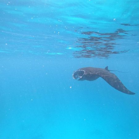 Meos Ambower Homestay Raja Ampat Fam Εξωτερικό φωτογραφία
