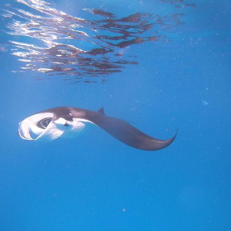 Meos Ambower Homestay Raja Ampat Fam Εξωτερικό φωτογραφία
